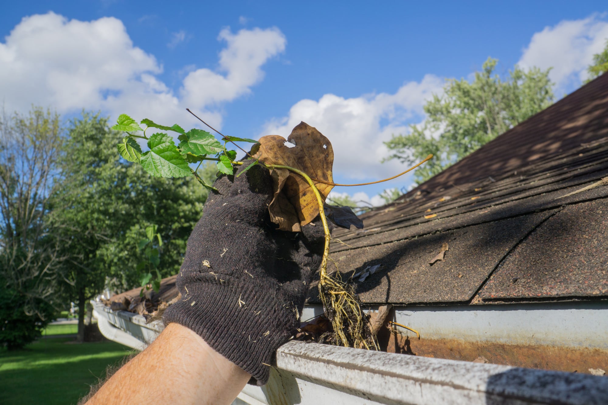 A hand is holding a plant on a rooftop.