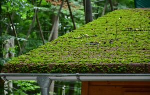 roof cleaning service