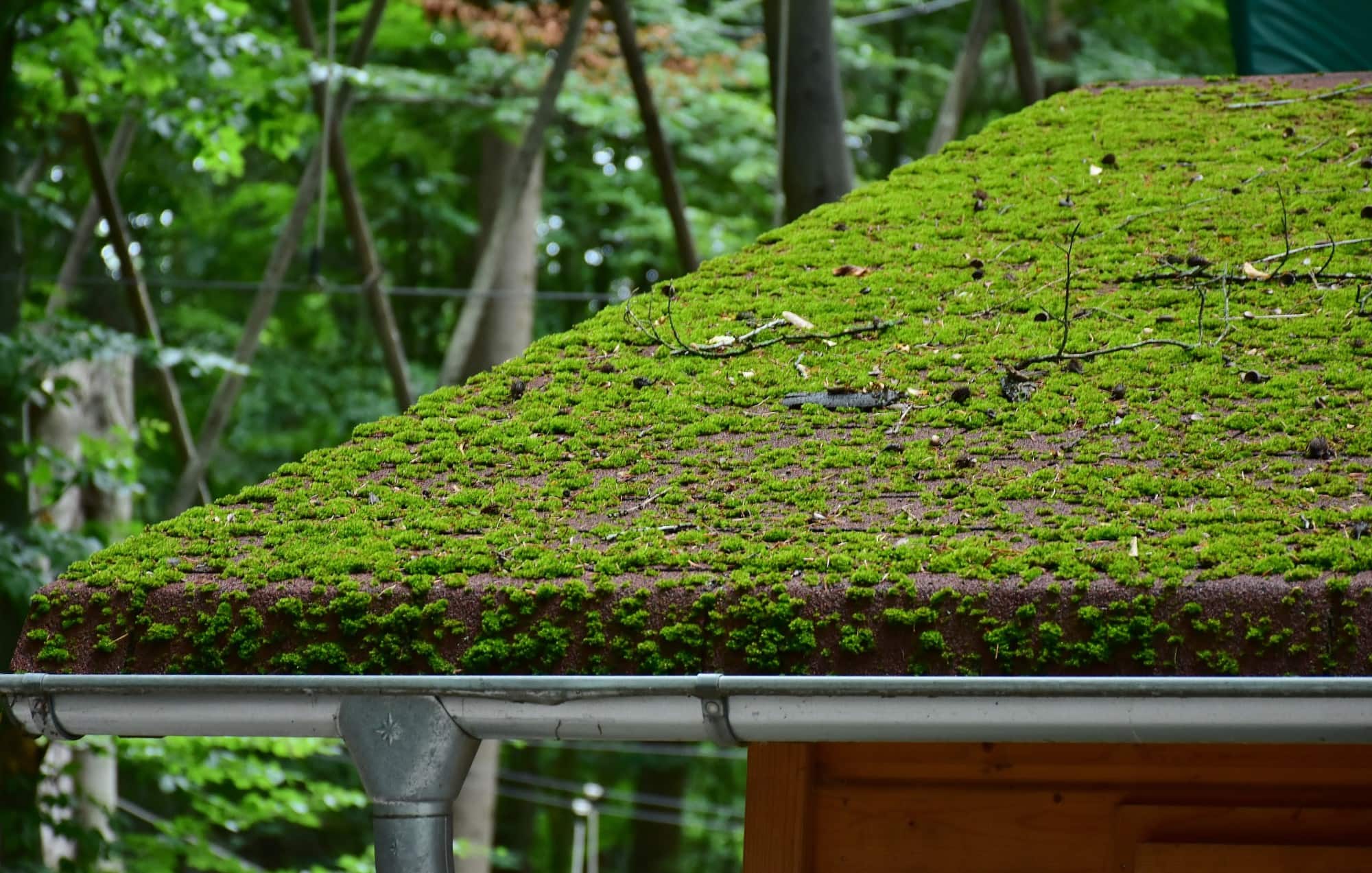 roof cleaning service