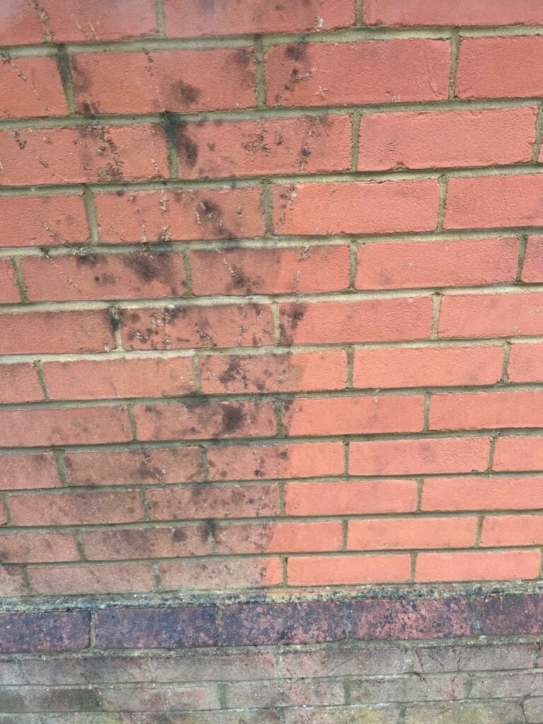 Organic Stain Removal from House
