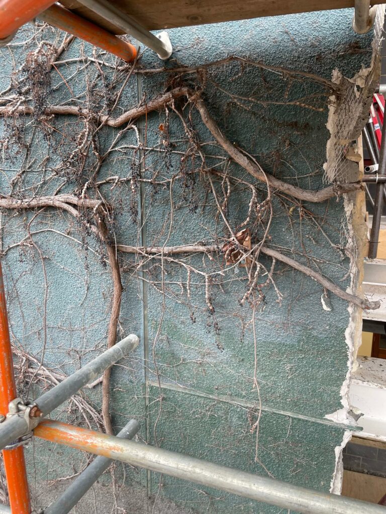 Before: Ivy root removal