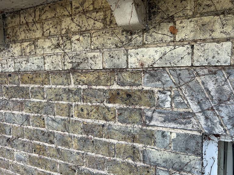 Ivy Removal from Brickwork