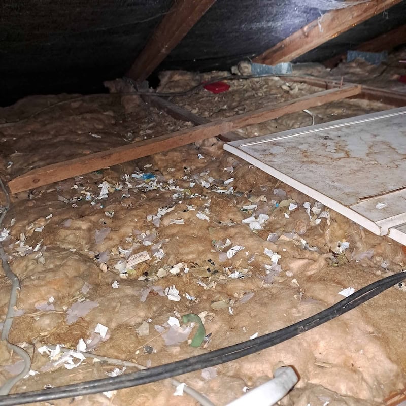 Attic space with exposed insulation, scattered rodent droppings, chewed insulation, small debris, and wires. Evidence of rodent activity throughout the insulation layer suggests need for Specialist Rat Investigation & Proofing. Wooden beams are visible above.